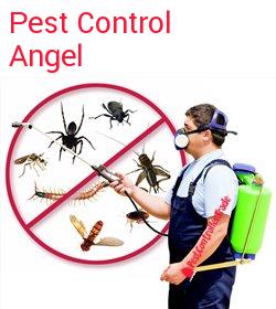 pest control Angel
