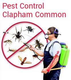 pest control Clapham Common