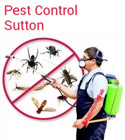 pest control Sutton